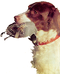 Bird Dog
