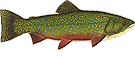 Brook Trout