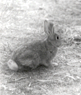 Cottontail