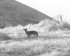 Lone Coyote