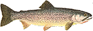 Cutthroat Trout