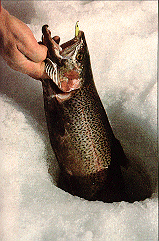 Ice fishing for trout