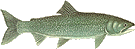 Lake Trout