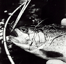 Netted Trout