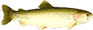 Rainbow Trout