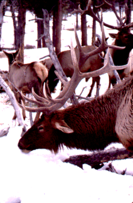 Wintering Elk